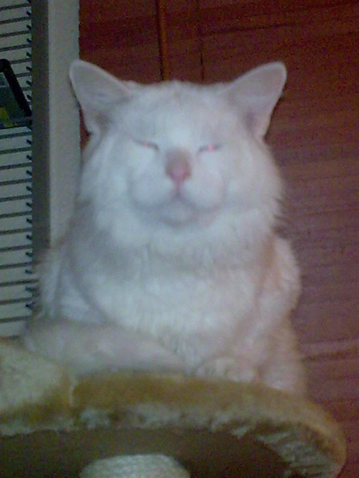 Maine Coon joey billede 18