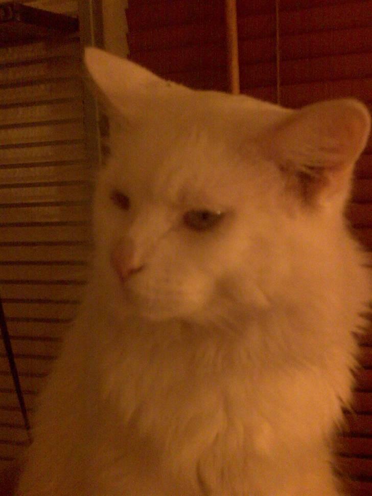 Maine Coon joey billede 19