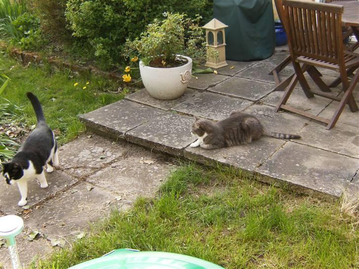 Huskat Nala billede 5