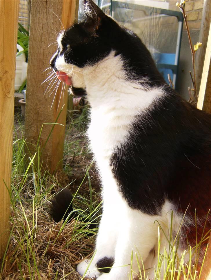 Blanding af racer Simba billede 1