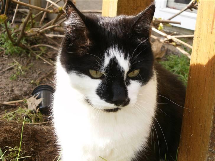 Blanding af racer Simba billede 2