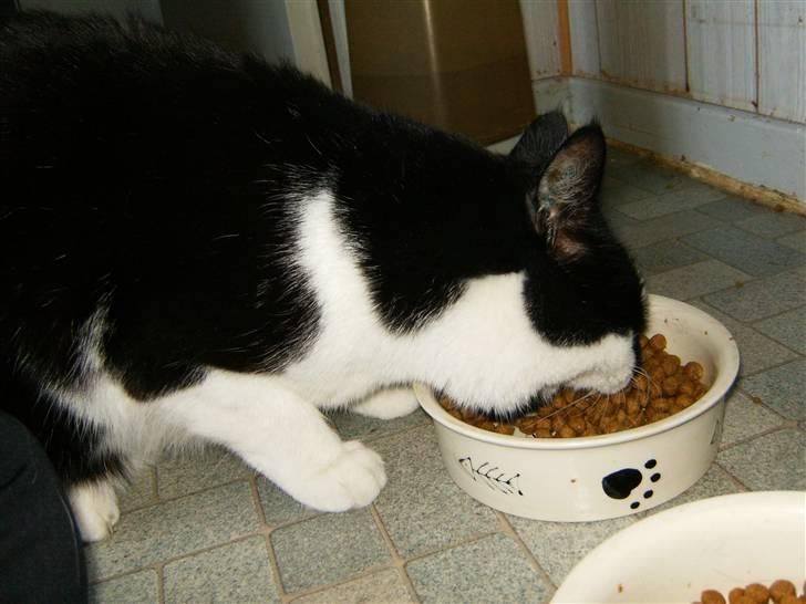 Blanding af racer Simba billede 4