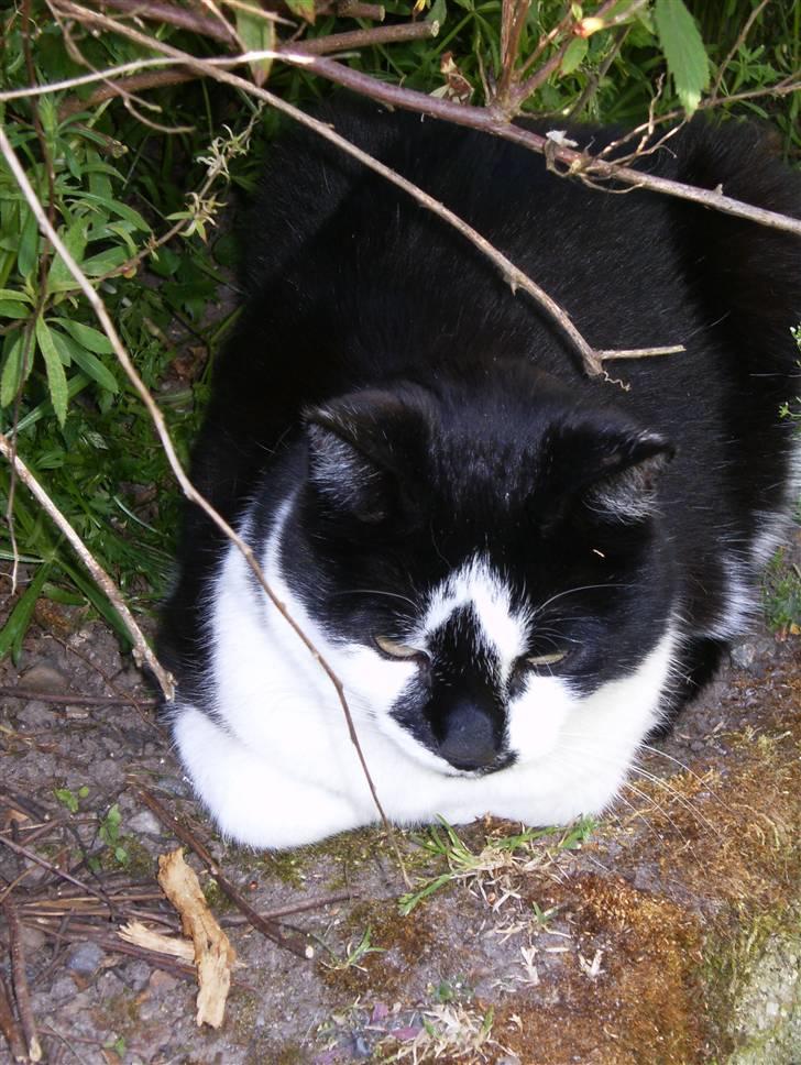 Blanding af racer Simba billede 5