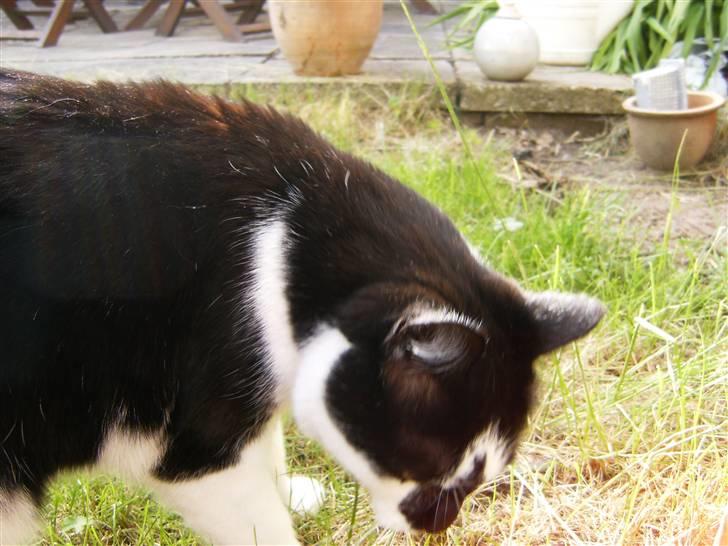 Blanding af racer Simba billede 6