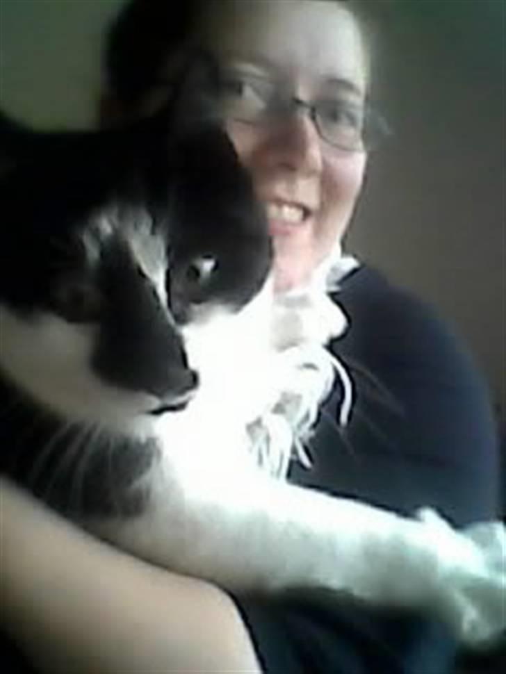 Blanding af racer Simba billede 7