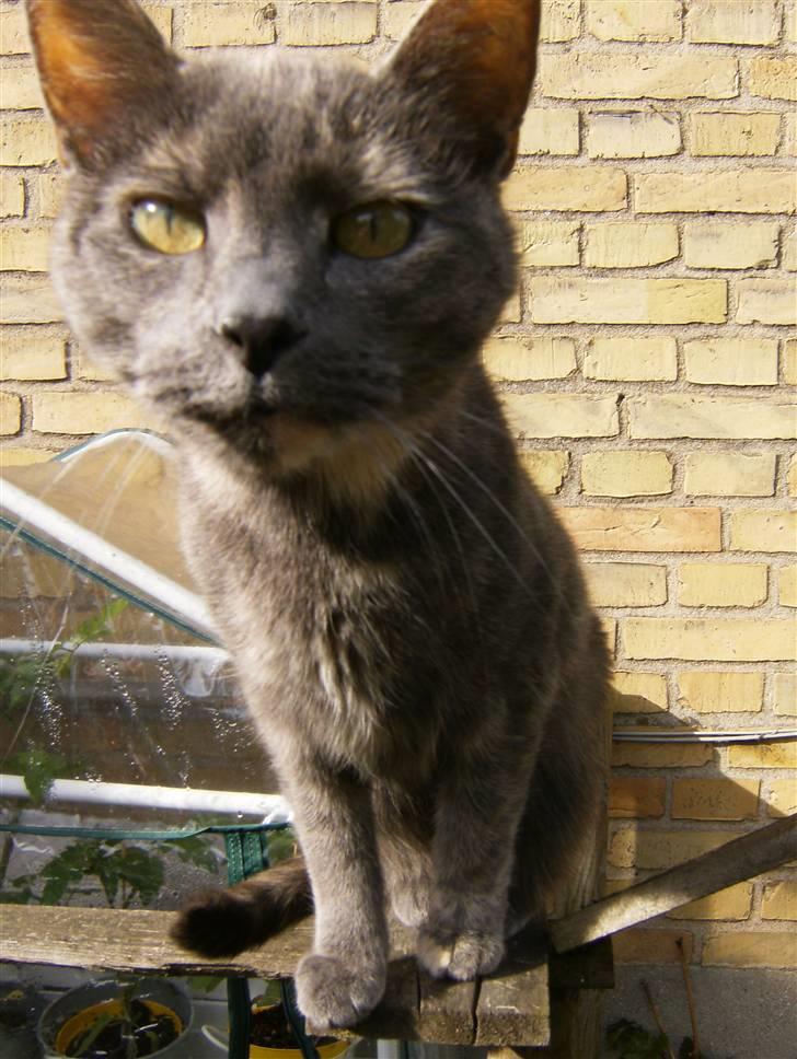 Blanding af racer Jasmin billede 1