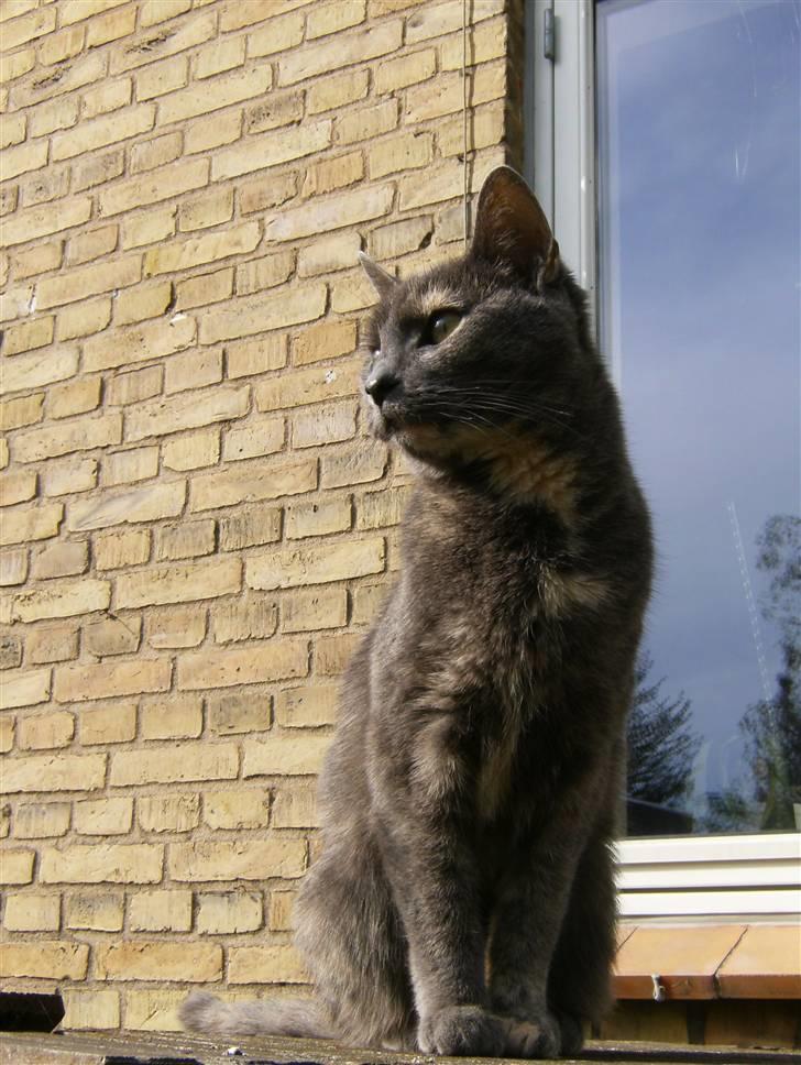 Blanding af racer Jasmin billede 2