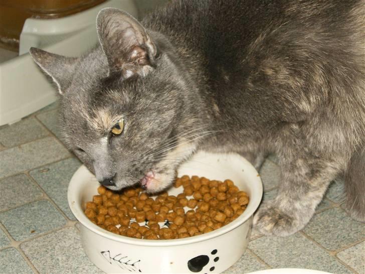 Blanding af racer Jasmin billede 3