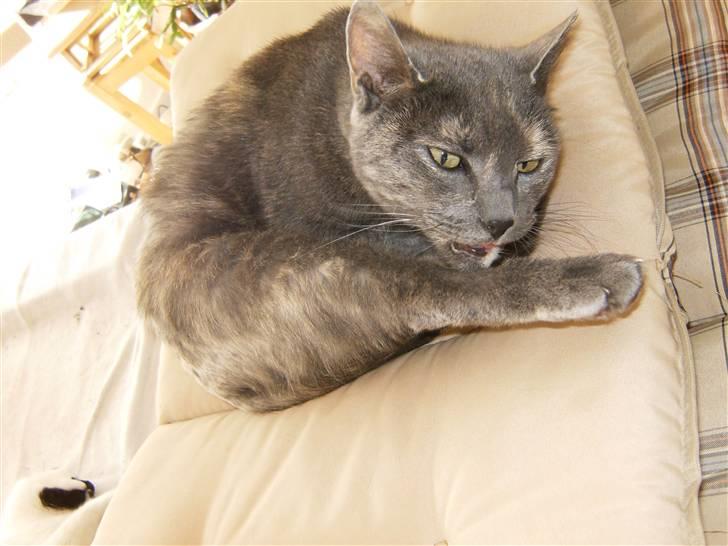 Blanding af racer Jasmin billede 4