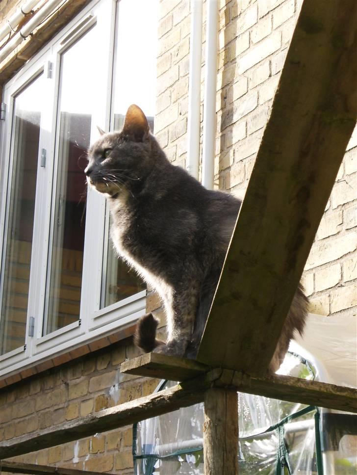 Blanding af racer Jasmin billede 5