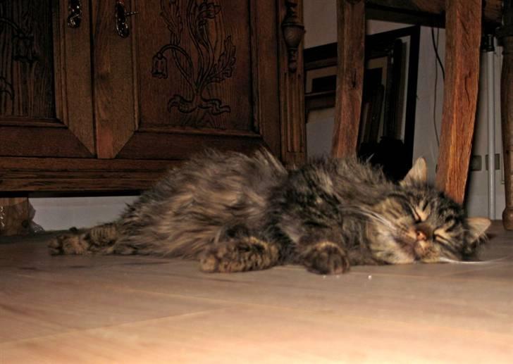 Blanding af racer Freja billede 1