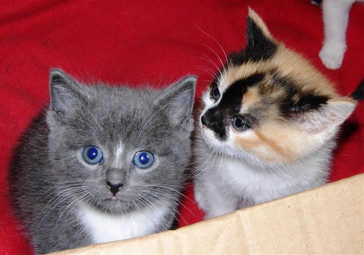 Huskat Buster billede 1