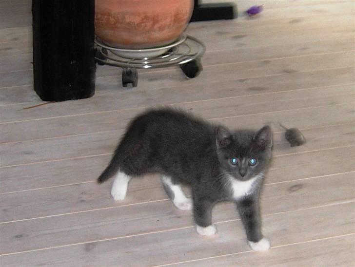 Huskat Buster billede 2