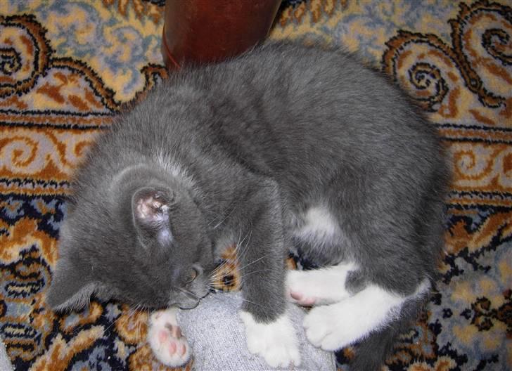 Huskat Buster billede 3