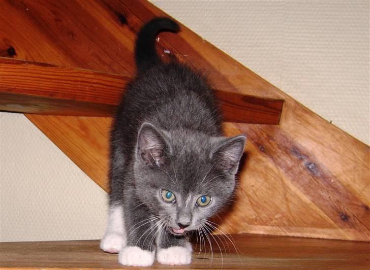 Huskat Buster billede 4