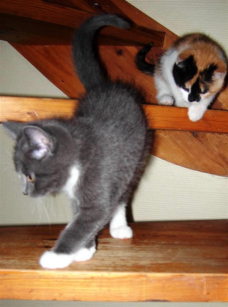 Huskat Buster billede 5