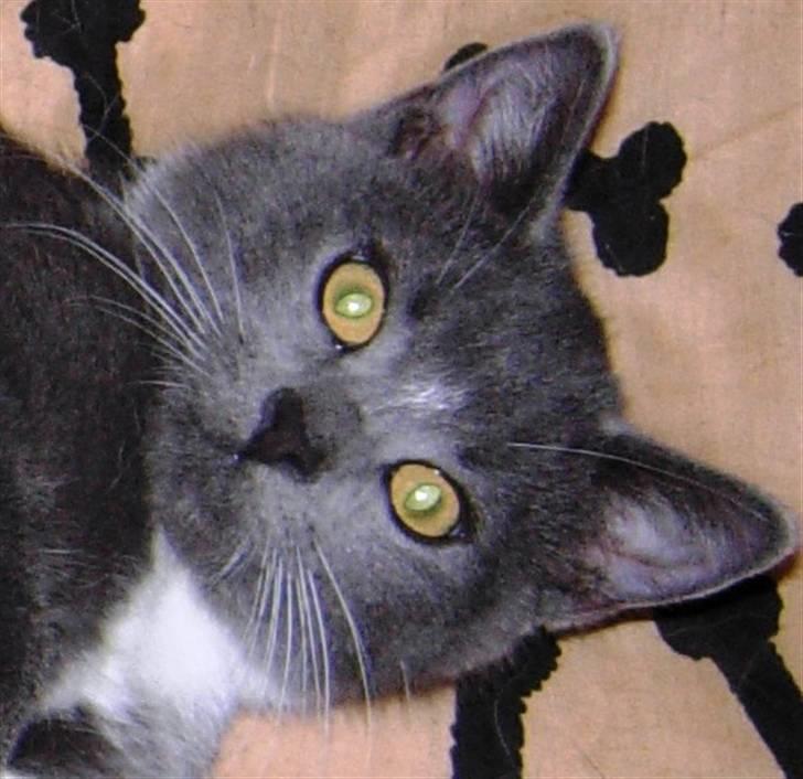 Huskat Buster billede 6