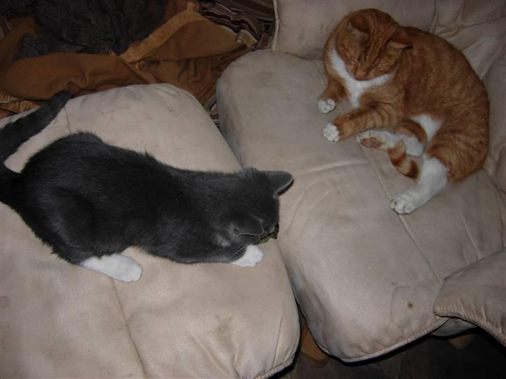 Huskat Buster billede 7