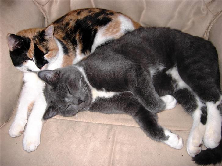 Huskat Buster billede 8