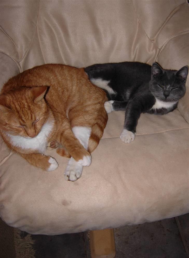 Huskat Elvis billede 8