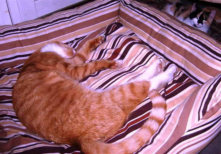 Huskat Elvis billede 9