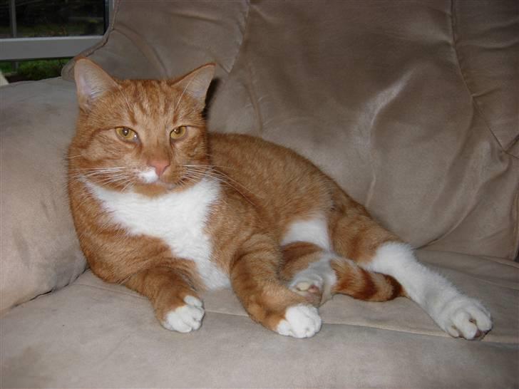 Huskat Elvis billede 10