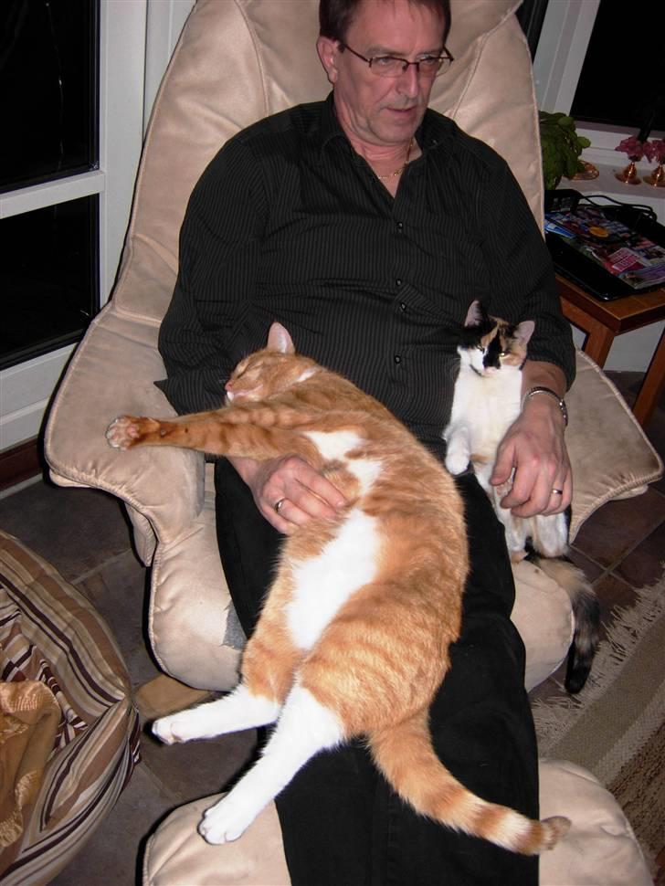 Huskat Elvis billede 11