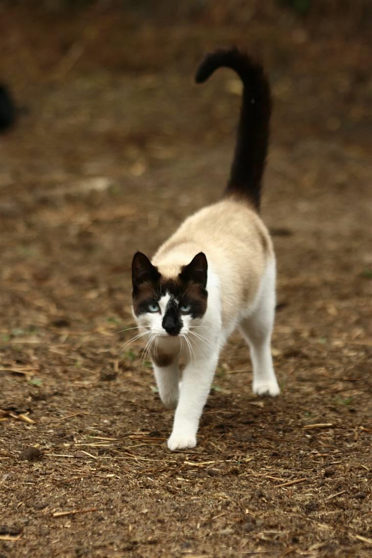 Blanding af racer Diva billede 19