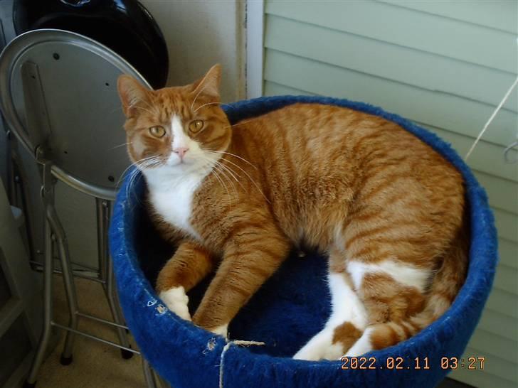 Huskat Tarzan - slapper dapper  billede 1