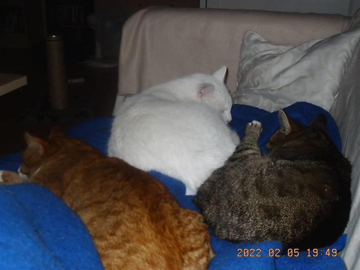 Huskat Tarzan - her er alle mine skattebasser samlede. de 2 andre er her desvære ikke mere savner dem så meget  billede 2