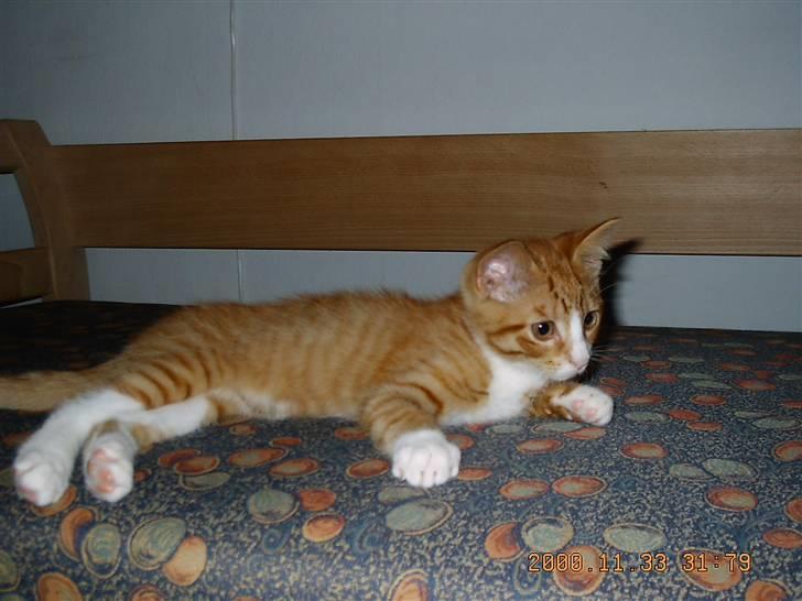 Huskat Tarzan - her er han killing og ejer det hele billede 3