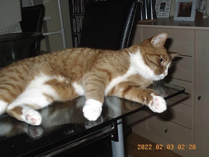 Huskat Tarzan - igen slapper billede 4