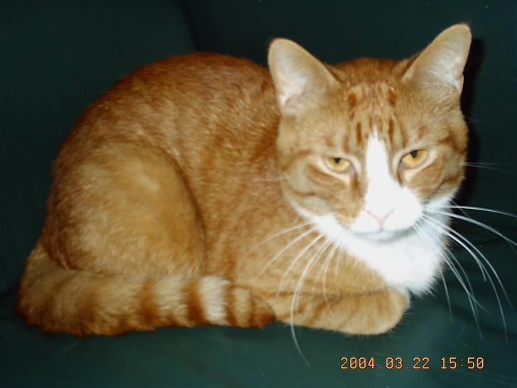 Huskat Tarzan - min lille putte gøj billede 5