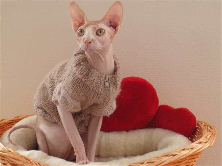Sphynx Bazil billede 1