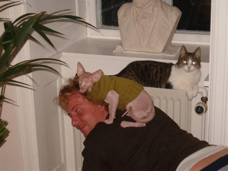 Sphynx Bazil billede 2