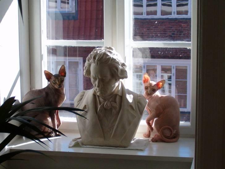 Sphynx Bazil billede 3