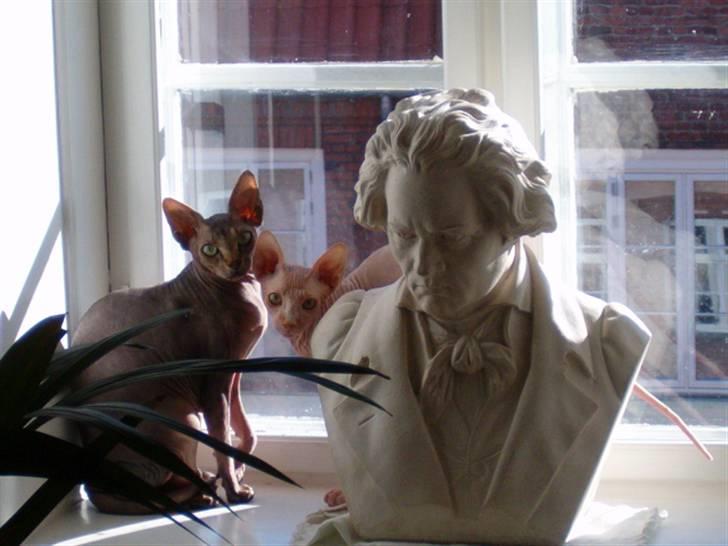 Sphynx Bazil billede 4