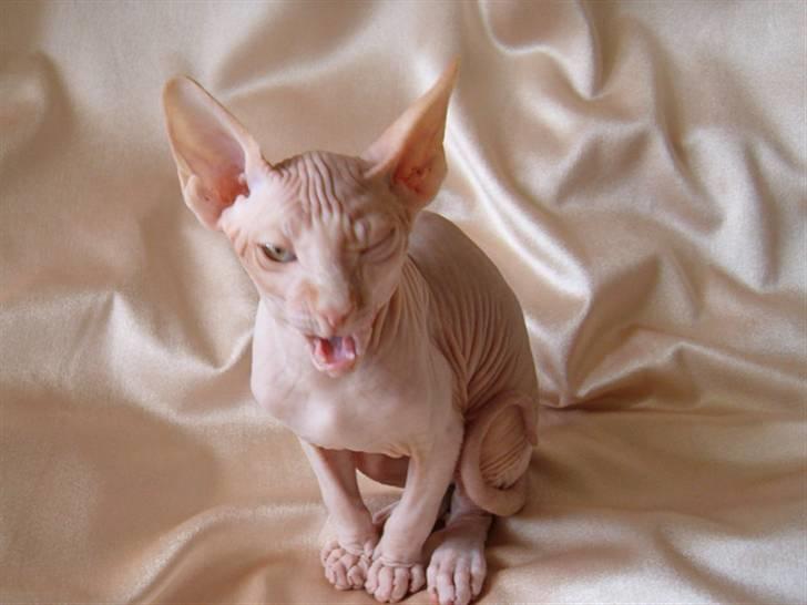 Sphynx Bazil billede 5