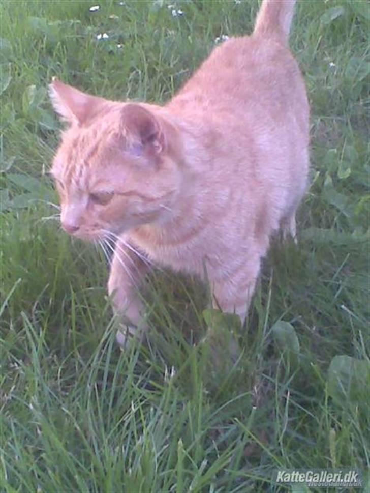 Huskat Princess[Savner dig :'( </3] - sidste sommer lige da jeg fik hende hjem fra jylland :D billede 16