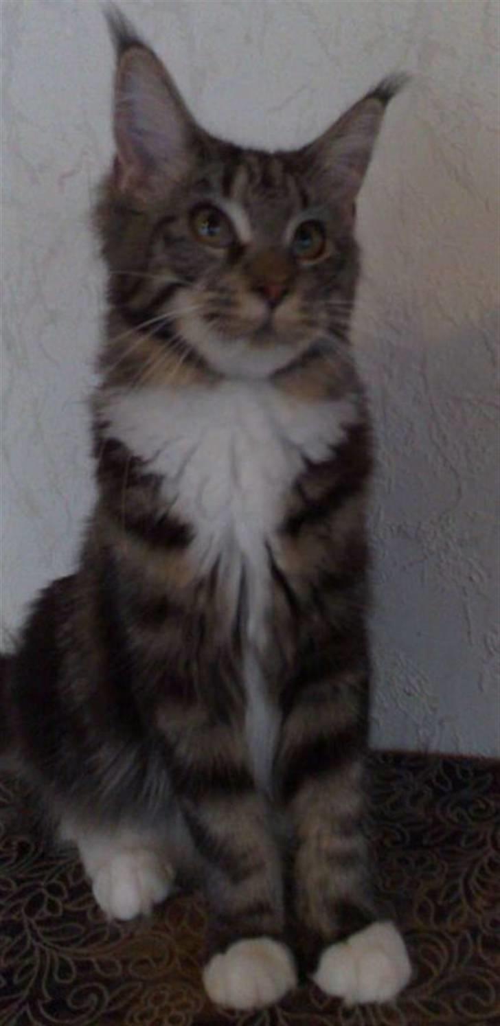 Maine Coon Manuela  - manuela 7mdr billede 7