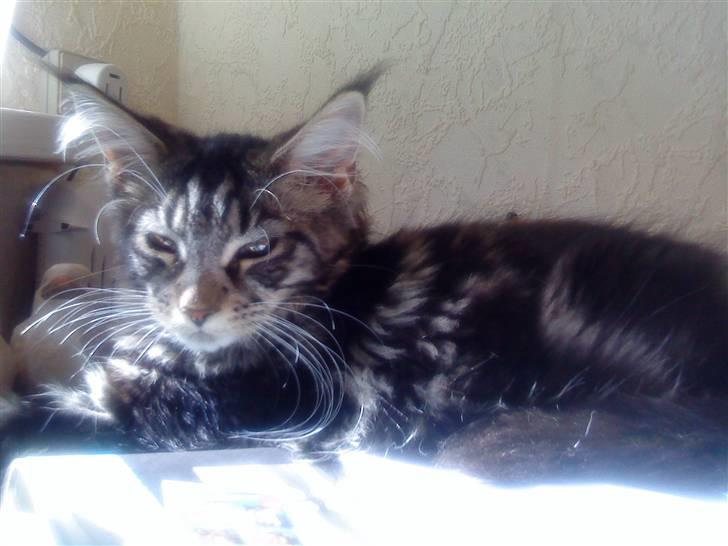 Maine Coon Manuela  - manuela 15 uger billede 8