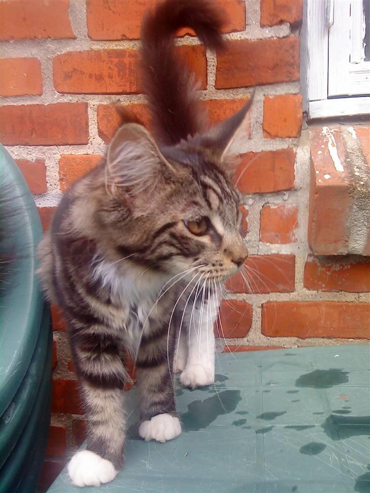 Maine Coon Manuela  - manuela 16 uger billede 9