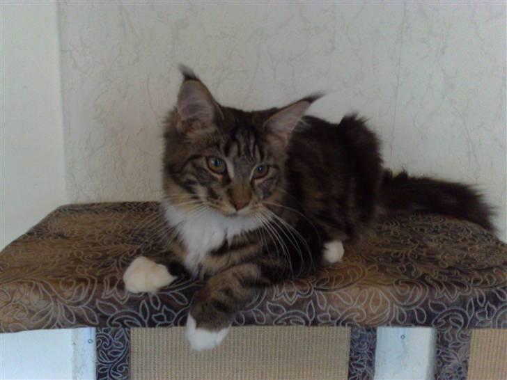 Maine Coon Manuela  billede 10