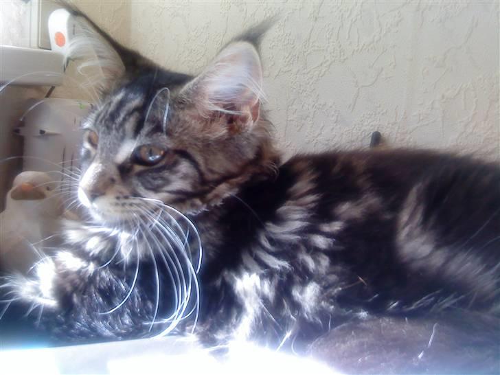 Maine Coon Manuela  billede 11