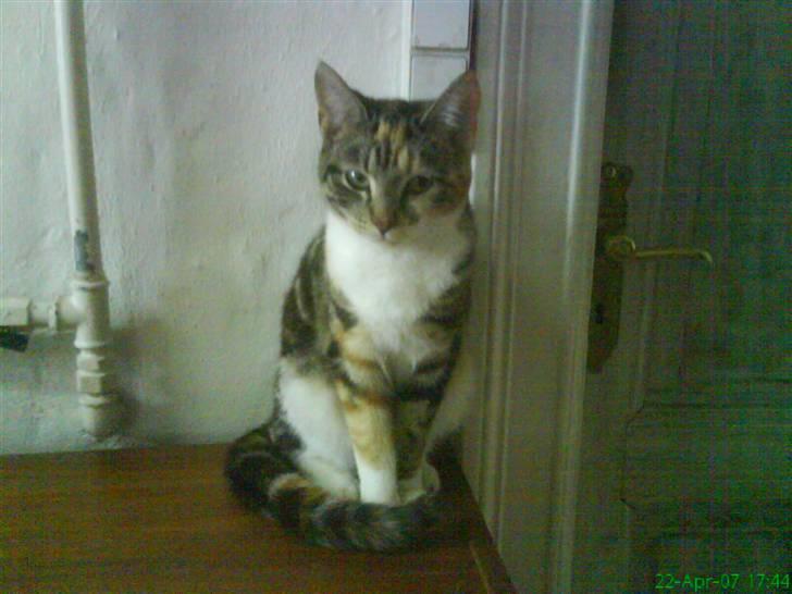 Huskat Perle billede 7