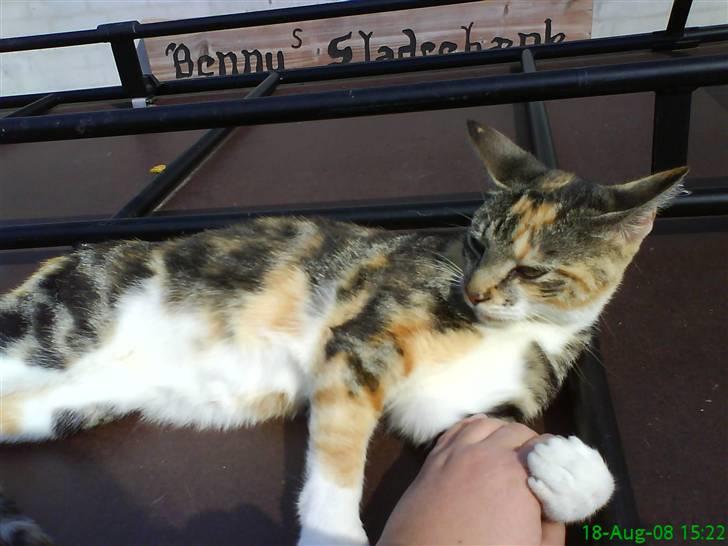 Huskat Perle billede 8