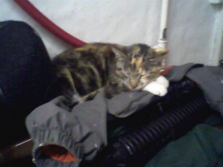 Huskat Perle billede 9