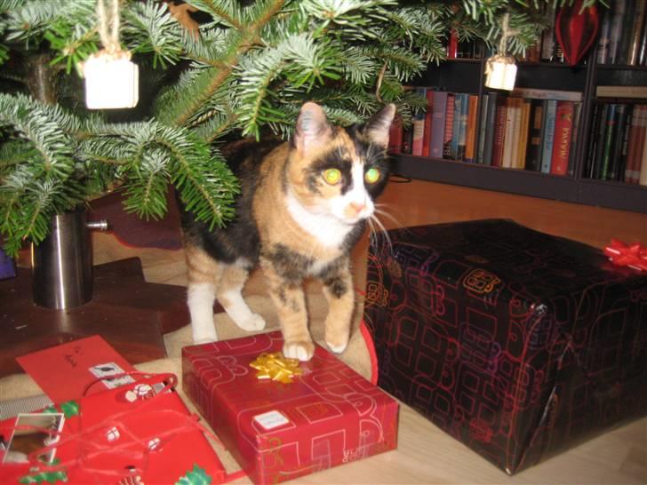 Blanding af racer Aya billede 7