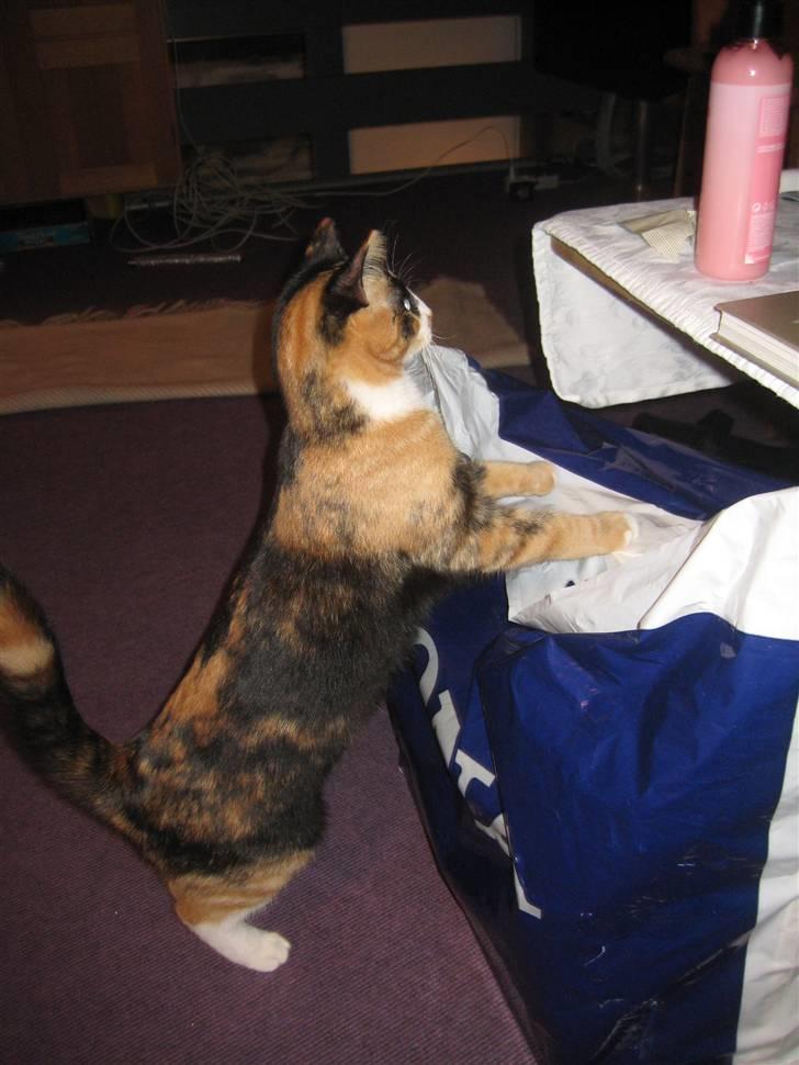 Blanding af racer Aya billede 8