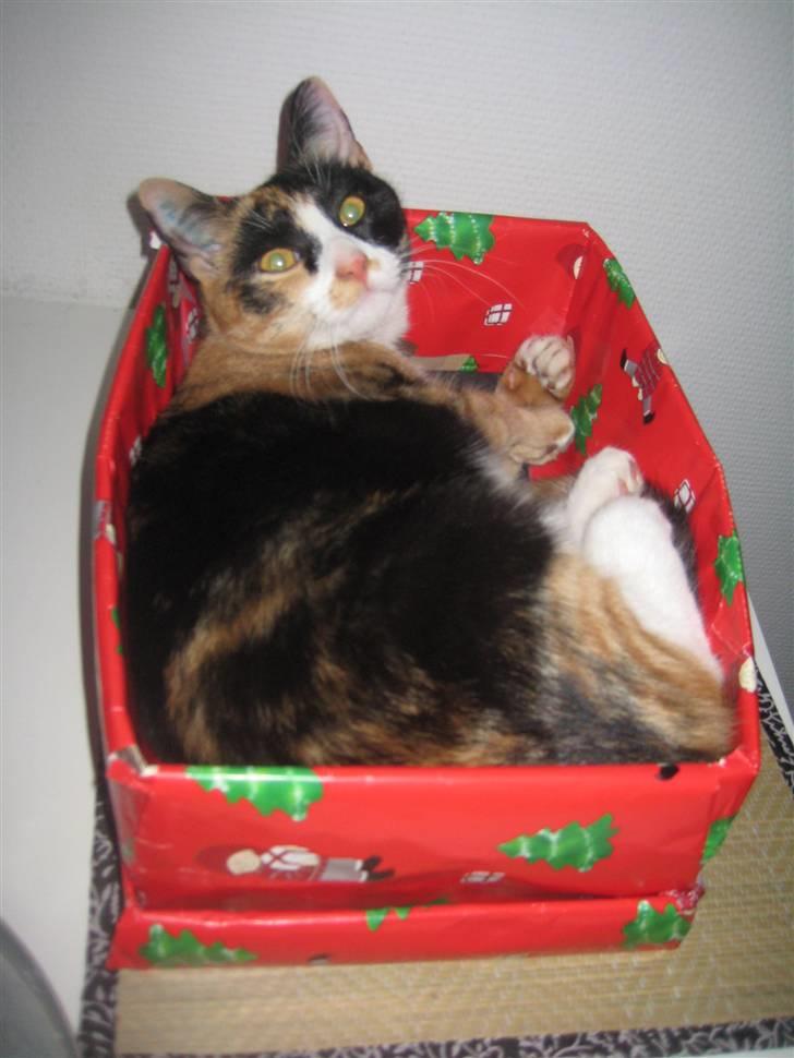 Blanding af racer Aya billede 9